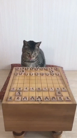 人間ぽい動物たち