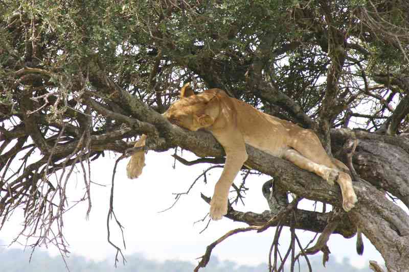 【雑談】0時を回ったけど、まだ眠らない人が集まってくるトピ