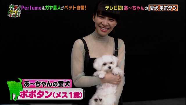 Perfume、アメリカ野外フェス「Coachella」出演決定