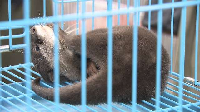 カワウソを密輸しようとした疑いで男ら逮捕 5匹中4匹が死ぬ