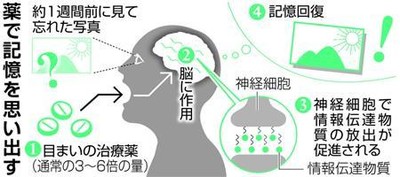 忘れた記憶を薬で回復、東大などが世界初の発見　認知症治療に役立つ可能性