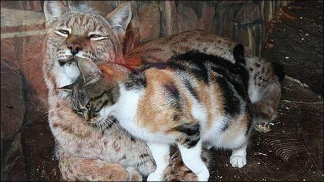 ネコ科の画像貼って癒されましょう！