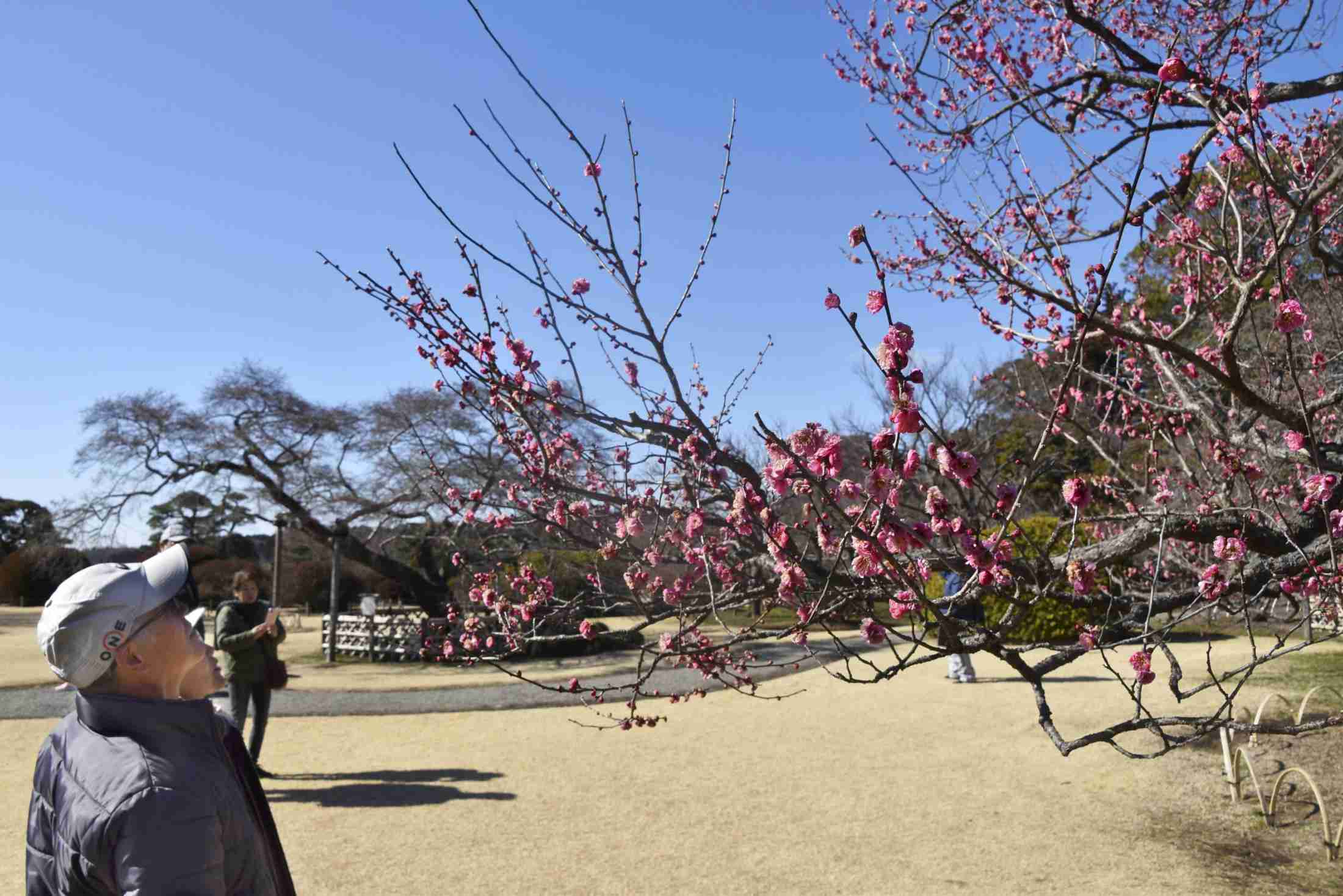 水戸の偕楽園、今秋にも有料化へ　県外の観光客を対象に（共同通信） - Yahoo!ニュース