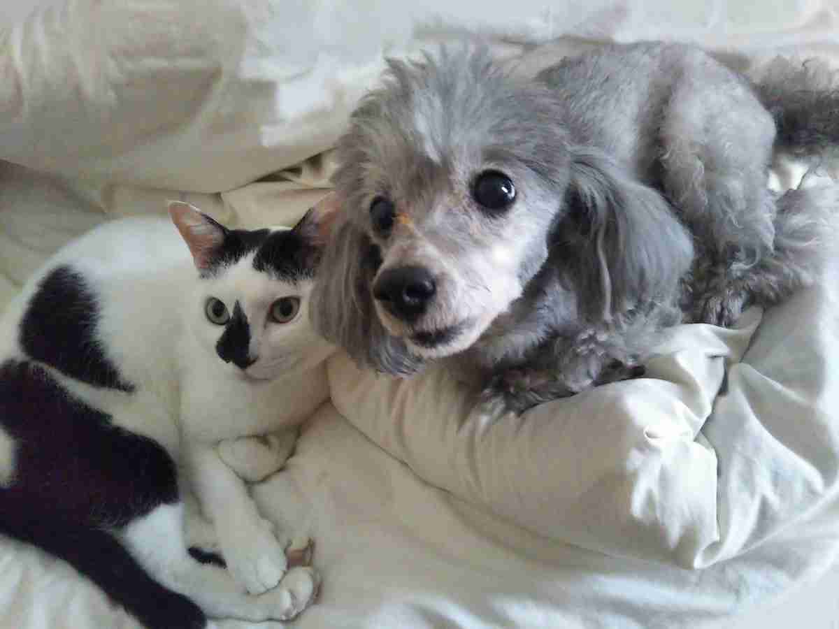 犬と猫どっちも飼ってる日常描きヒット　漫画家・松本ひで吉さん | sippo(シッポ) |