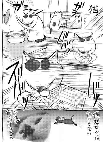 猫を飼って初めて分かったこと