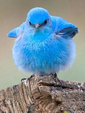 人間以外のイケメンを貼るトピ