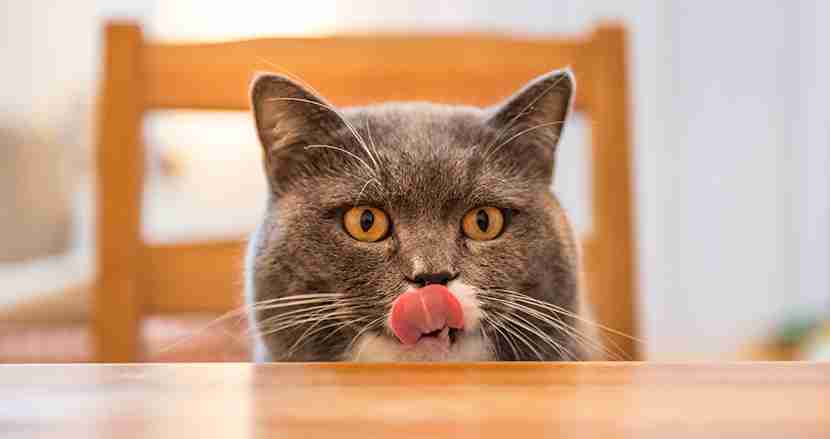 世界中の猫が虜に！海外で「猫用コカイン」と呼ばれている日本生まれの商品とは？（FINDERS） - Yahoo!ニュース