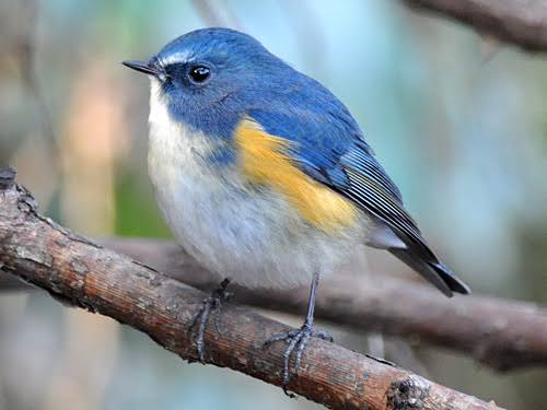 野鳥の画像を貼るトピ