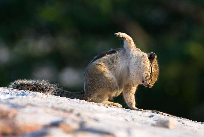 人間以外のイケメンを貼るトピ