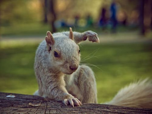 人間以外のイケメンを貼るトピ