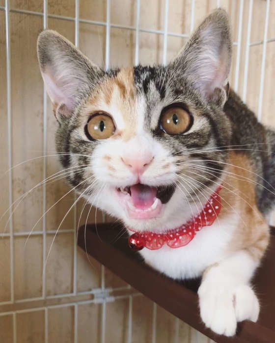 知っておくと役に立つ！？　猫の鳴き声にまつわる豆知識♪｜ねこのきもちWEB MAGAZINE