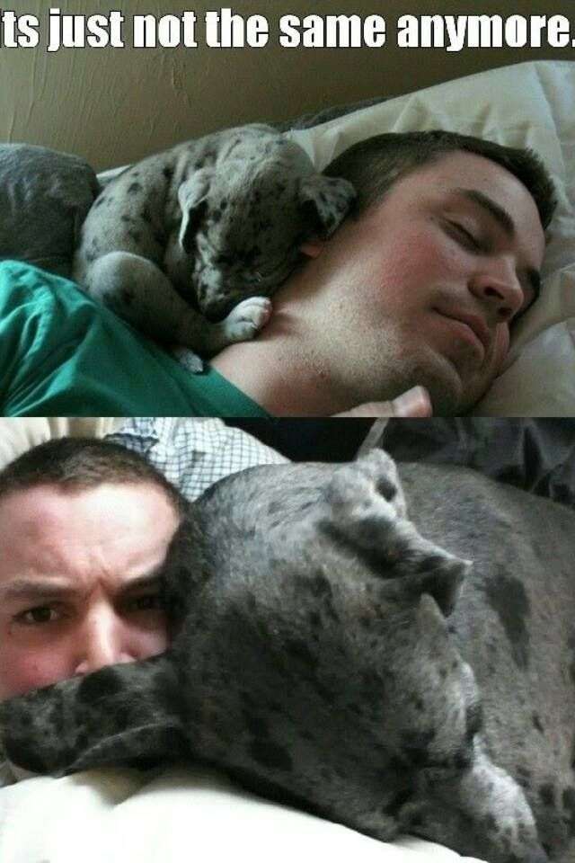 ［動物］許せる構ってちゃんの画像トピ