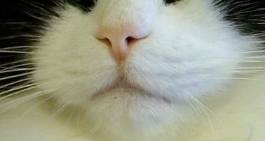 猫を飼って初めて分かったこと