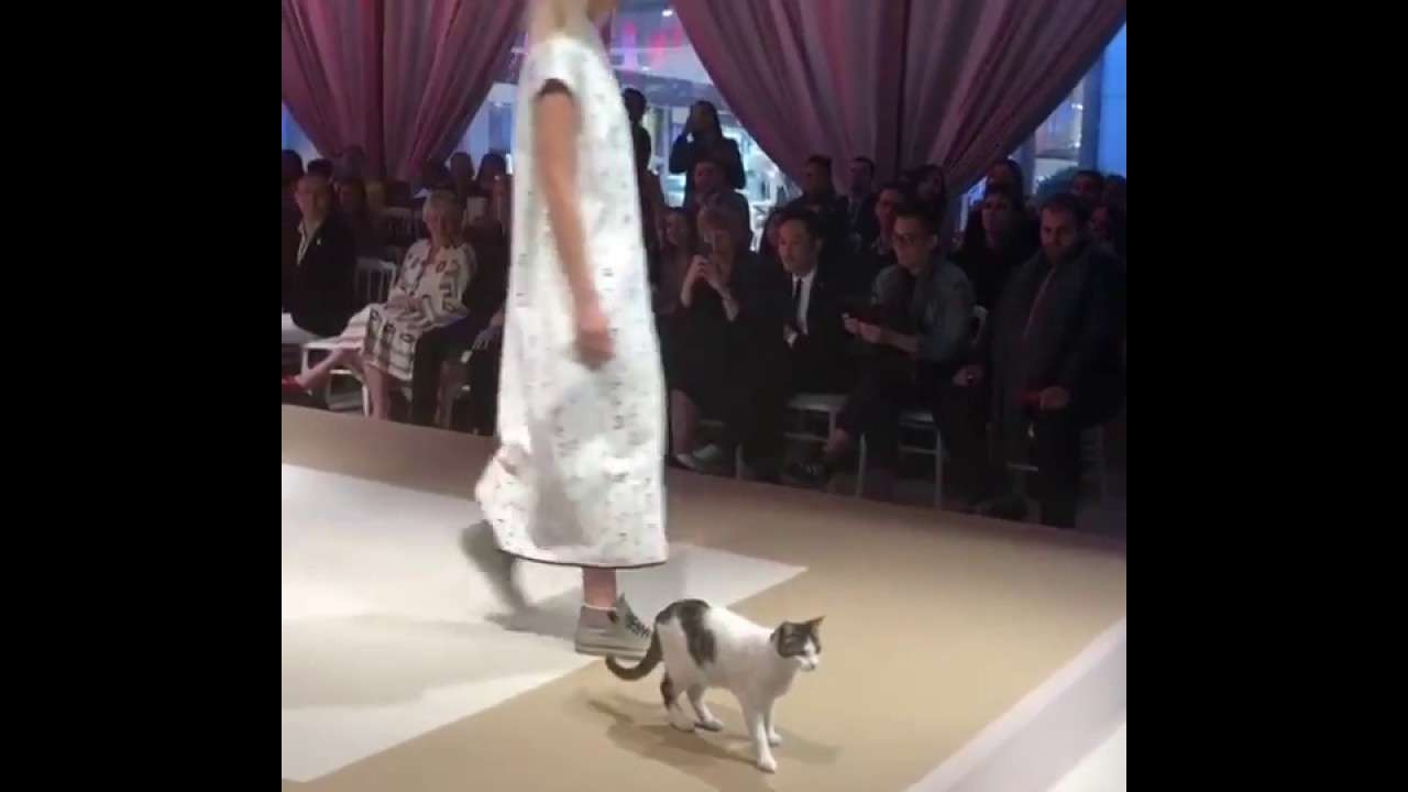 Podyumda catwalk yapan kedi - YouTube