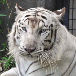 人間以外のイケメンを貼るトピ