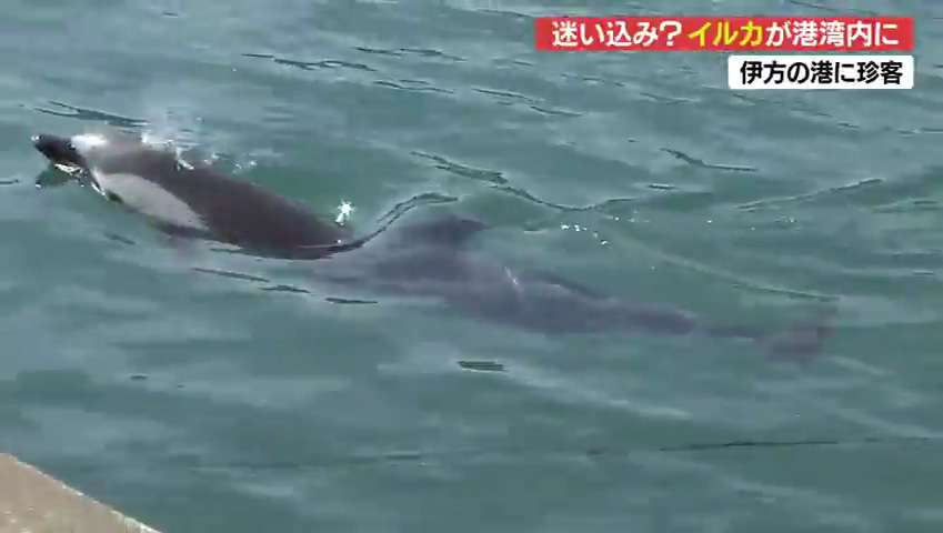 港に珍客？あの背びれは…愛媛の伊方町にイルカが２頭!? - FNN.jpプライムオンライン