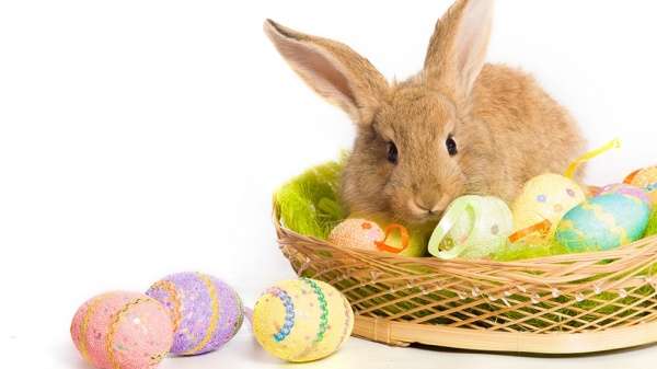 日本🇯🇵に定着しそうも無い西洋文化