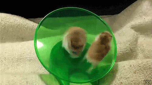 面白い動画を教えてください