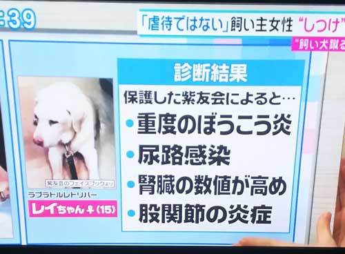 散歩嫌いの犬