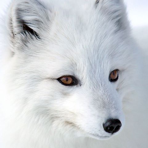 人間以外のイケメンを貼るトピ