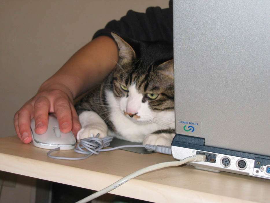 ［動物］許せる構ってちゃんの画像トピ
