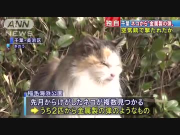 猫の体内から鉛の弾のようなもの、公園で相次ぐ「血だらけになって…」