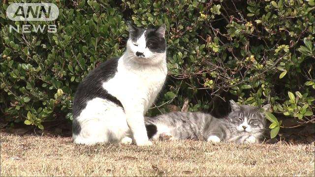 猫の体内から鉛の弾のようなもの、公園で相次ぐ「血だらけになって…」 - ライブドアニュース