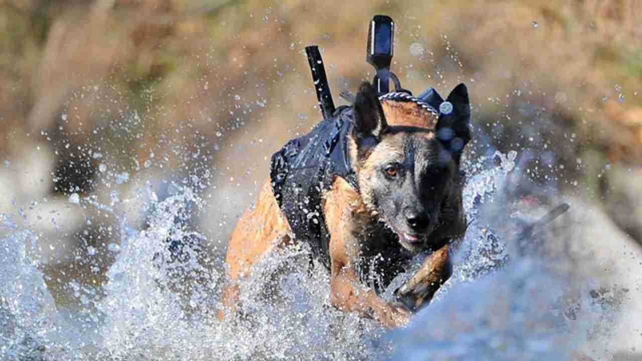 世界のカッコイイ特殊部隊の写真を貼るトピ