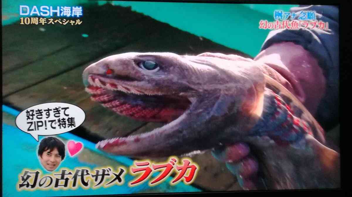 城島茂と桝太一が幻の古代ザメ「ラブカ」を再び捕獲！希少価値の高い魚を次々ゲットで視聴者驚愕