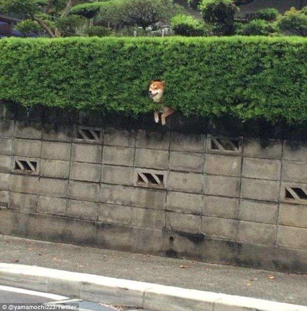 【画像】どこからか覗いている動物たち