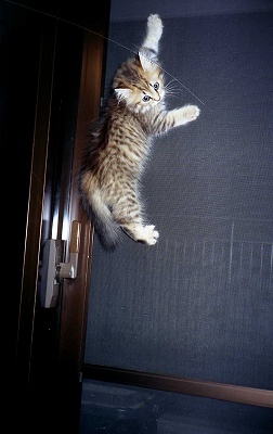 有名なタイトルに合ってるような画像を貼るトピ