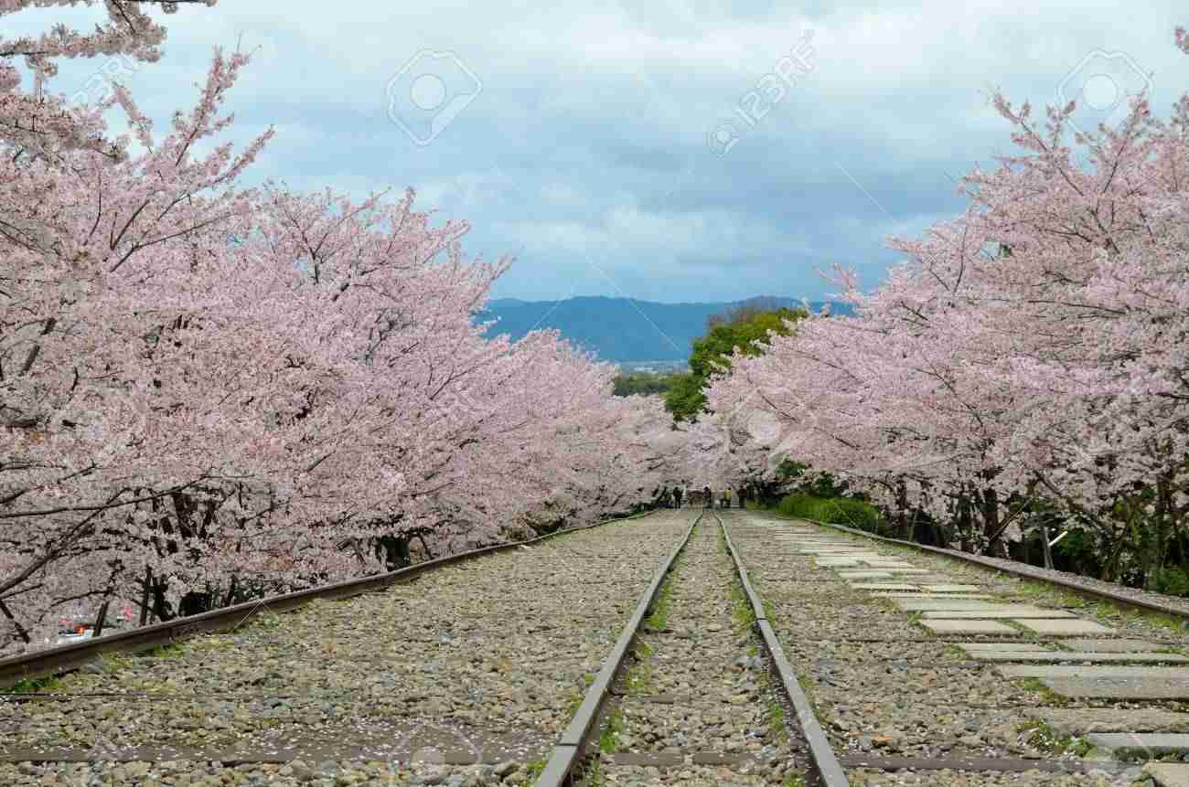 春の京都旅行のおすすめ