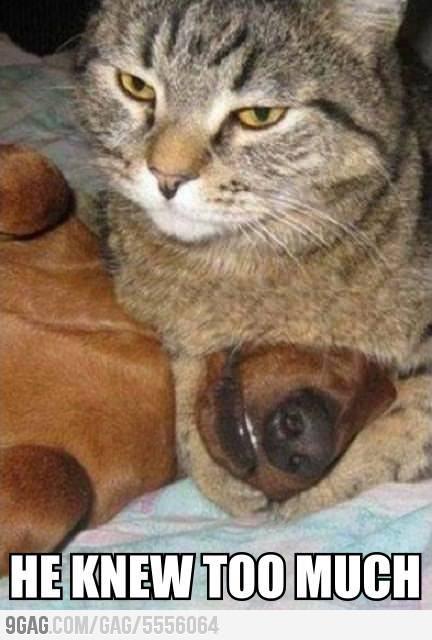 犬と猫の上下関係がよく表れている画像を見てみよう