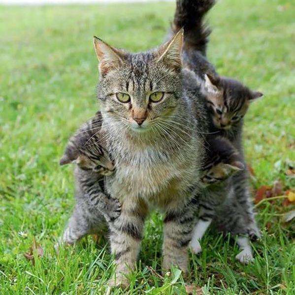 有名なタイトルに合ってるような画像を貼るトピ