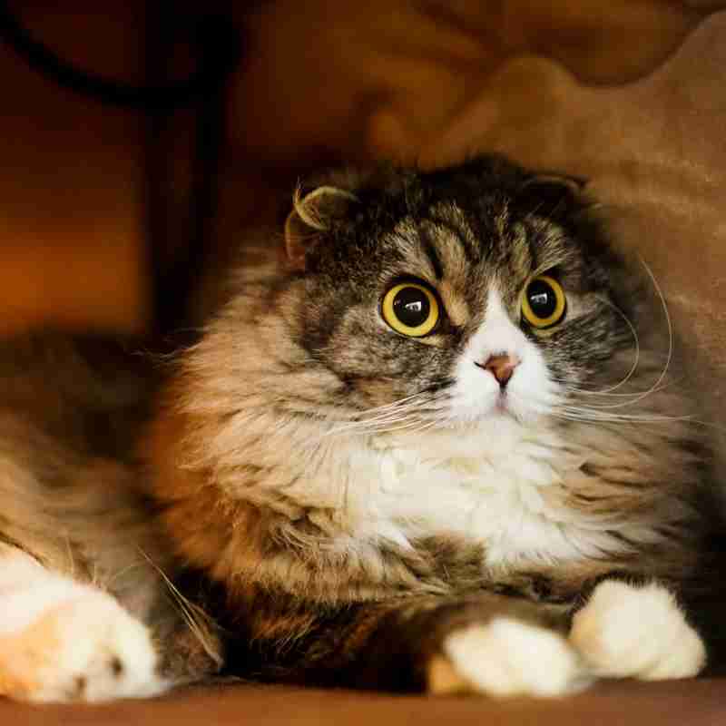 【春なのに】敢えてこたつ×猫を貼るトピ