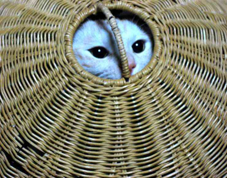 【画像】どこからか覗いている動物たち