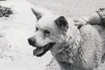 平治～登山者に連れ添って歩き、遭難者を救ったとされるガイド犬 | 子犬のへや