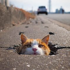 【画像】どこからか覗いている動物たち