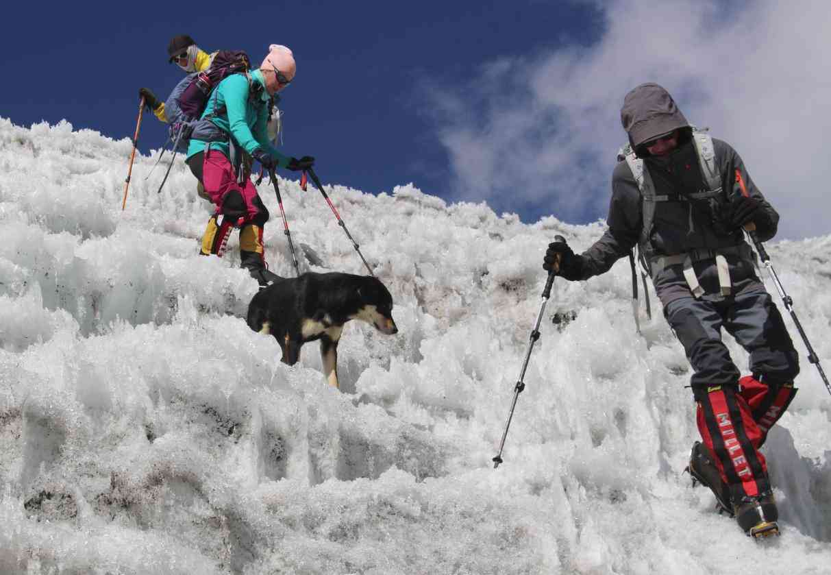 ヒマラヤ登山隊について来た野良犬、そのまま登頂に成功してしまう