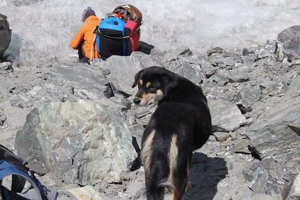 ヒマラヤ登山隊について来た野良犬、そのまま登頂に成功してしまう - IRORIO（イロリオ）