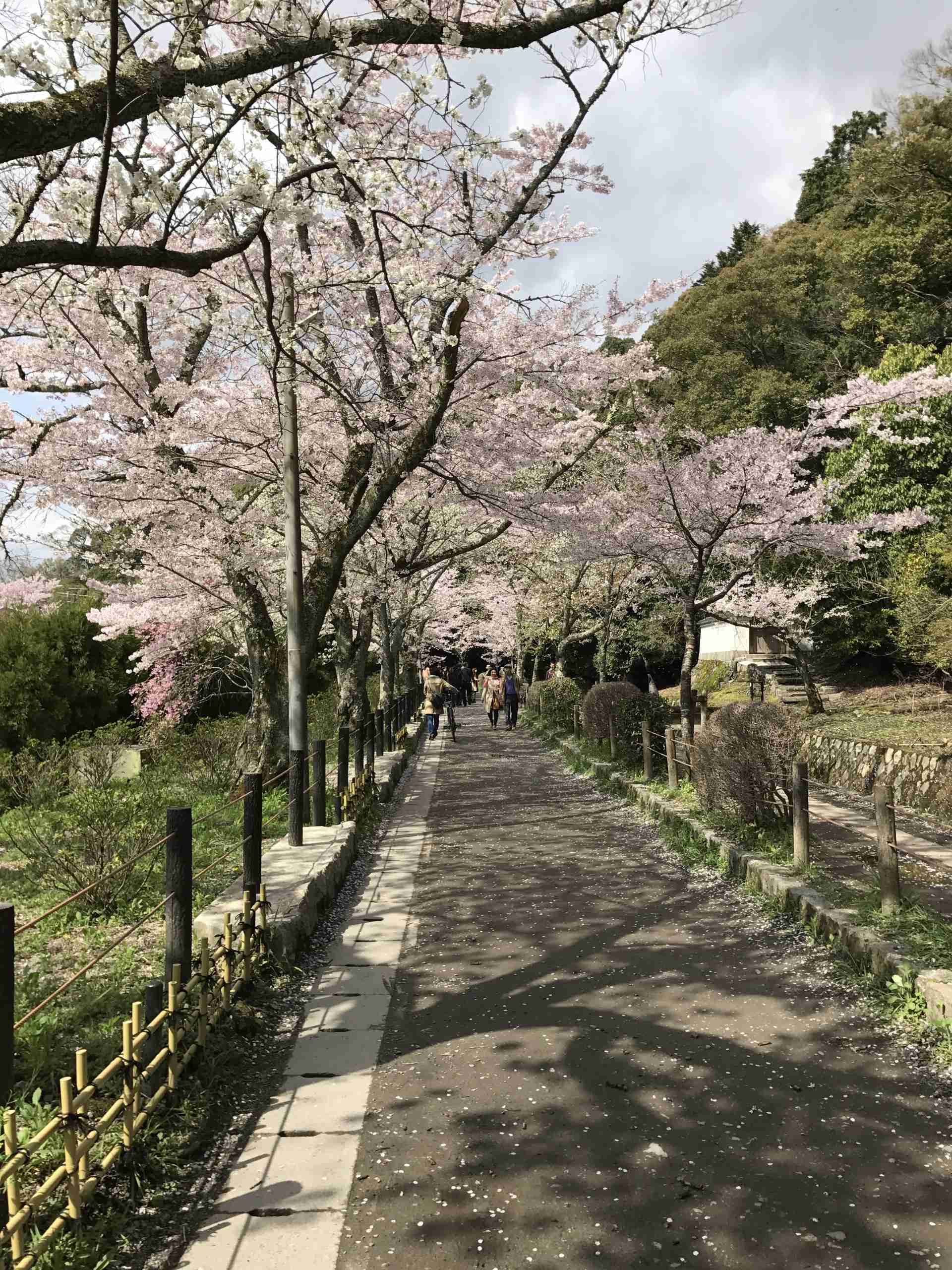 春の京都旅行のおすすめ