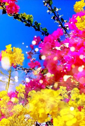 蜷川実花の世界観が好き