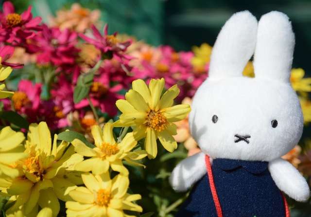 ぬい撮り見せてください