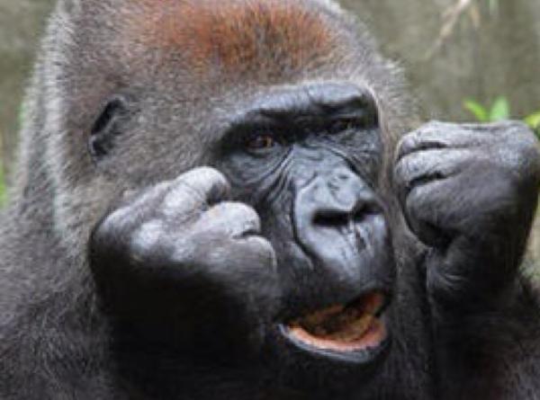 【画像】ぶりっ子してる動物たち