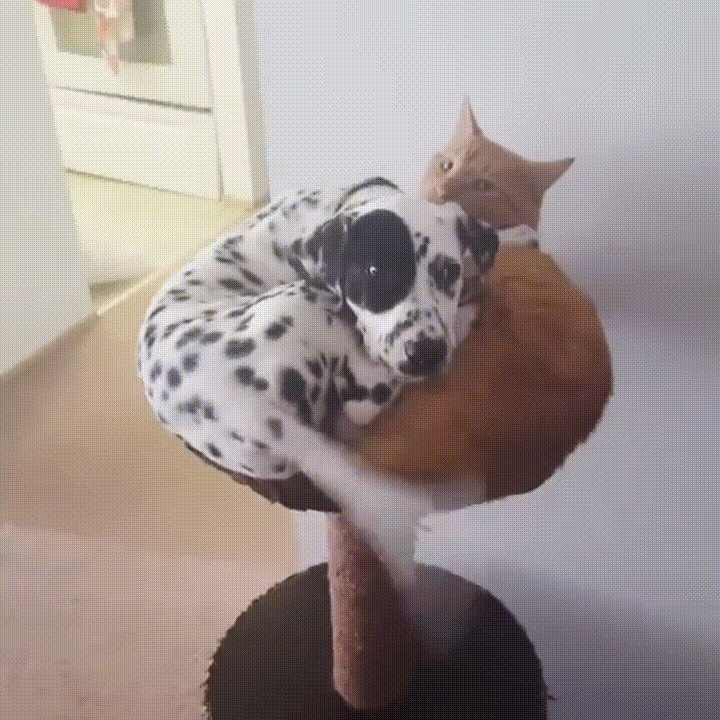 犬と猫の上下関係がよく表れている画像を見てみよう