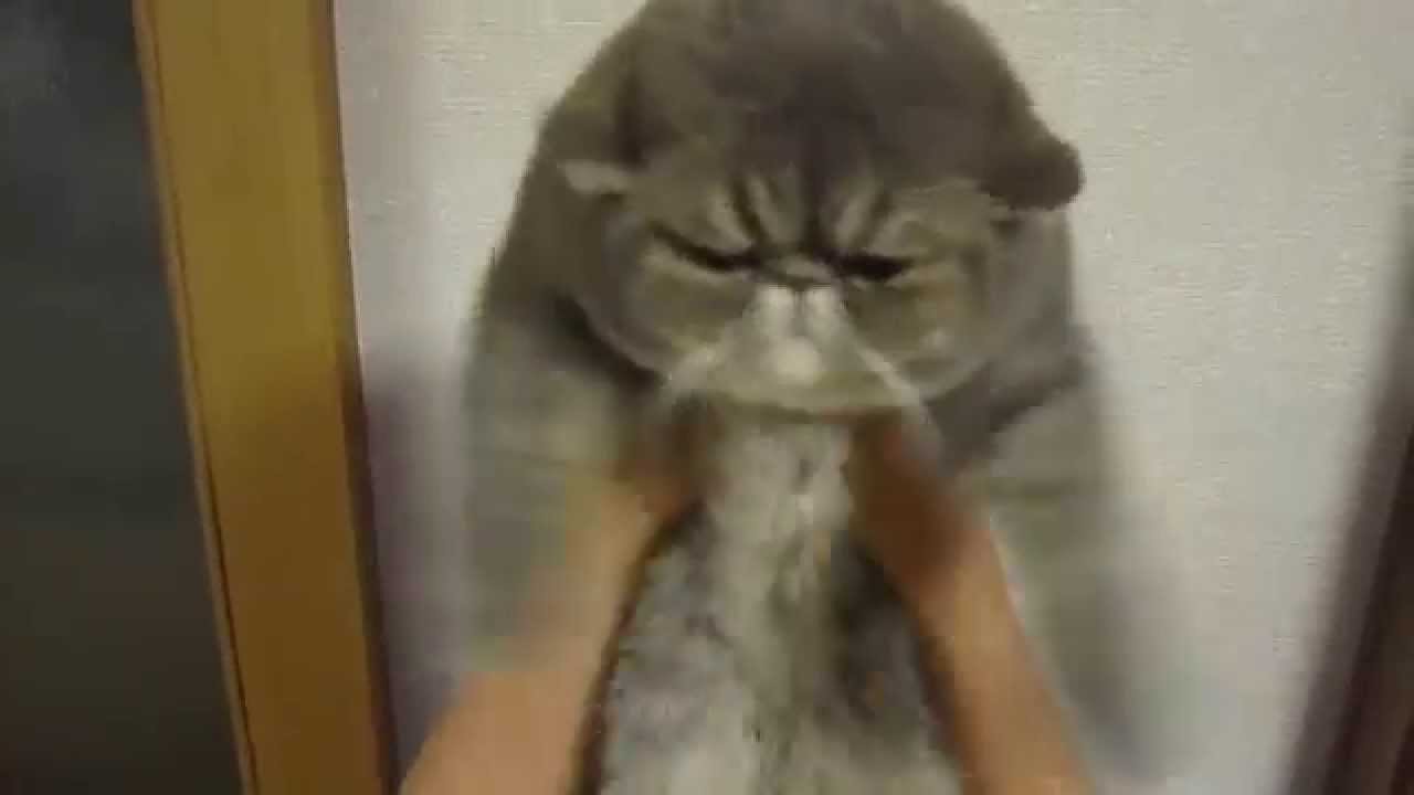 「プクタン拳」をする猫　ぷくたん編4400.MOV - YouTube