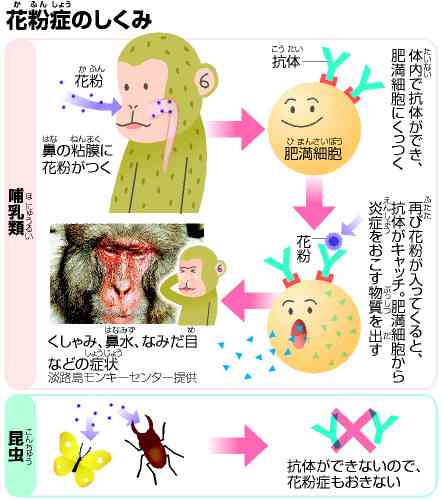 花粉が大飛散で人間だけでなく猿も悲惨?花粉症特集が話題