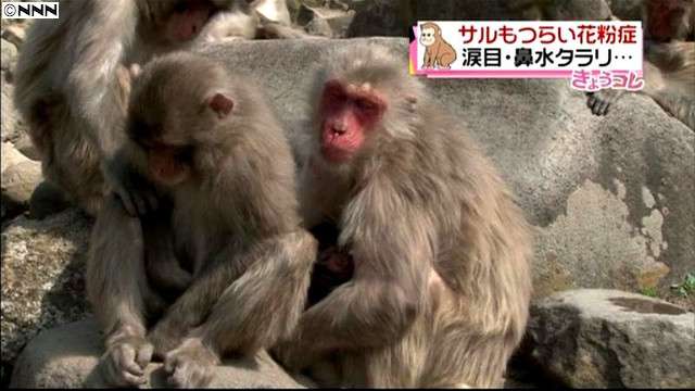 花粉が大飛散で人間だけでなく猿も悲惨？花粉症特集が話題