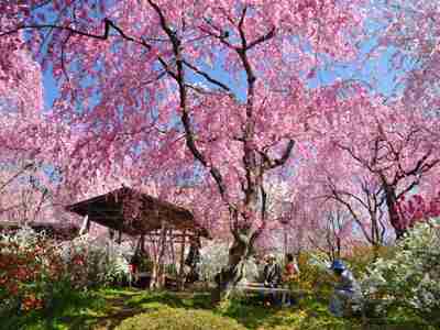 春の京都旅行のおすすめ