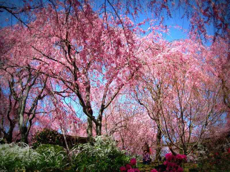 京都「原谷苑」は京都人も行きたい枝垂れ桜の桃源郷！ | 京都府 | LINEトラベルjp 旅行ガイド